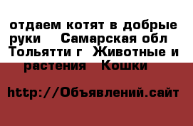 отдаем котят в добрые руки! - Самарская обл., Тольятти г. Животные и растения » Кошки   
